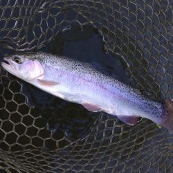 寒波到来！ 大安トラウトレイク